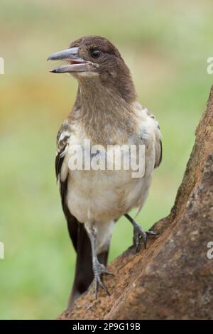 Pied Butcherbird (Cracticus nigogularis) juvénile appelant à son parent. Burnett Heads Queensland Australie Banque D'Images