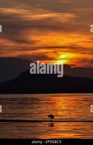 Srinagar, Inde. 10th mars 2023. Un oiseau repose sur le pipeline pendant le coucher du soleil à Srinagar, la capitale estivale de Jammu-et-Cachemire. Crédit : SOPA Images Limited/Alamy Live News Banque D'Images