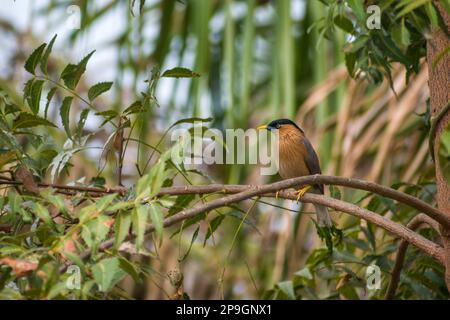 Un Starling de Brahminy ou un Myna de Brahminy assis sur une branche sur un arbre au sanctuaire d'oiseaux de Bhigwan en Inde Banque D'Images