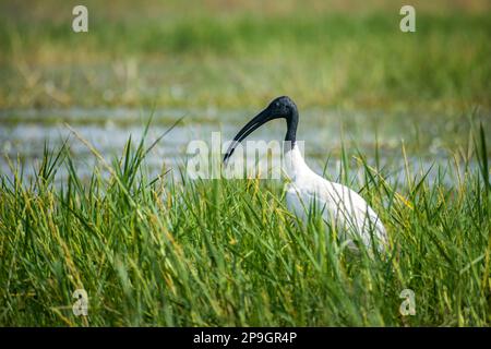 Un Ibis à tête noire, assis sur le gazon au sanctuaire ornithologique de Bhigwan en Inde Banque D'Images