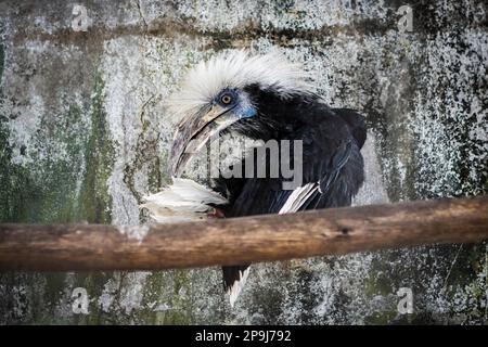 Bangkok, Thaïlande. 11th août 2022. Un oiseau pillé et mal soigné se fond dans le mur horriblement délabré de sa petite cage, au zoo de Pata, à Bangkok. Les mauvaises conditions de vie des animaux au zoo de Pata sur le 7th étage du grand magasin de Pata Pinklao. (Photo de Nathalie Jamois/SOPA Images/Sipa USA) crédit: SIPA USA/Alay Live News Banque D'Images