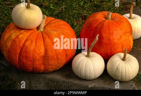 Petits citrouilles multicolores sur le marché d'automne Banque D'Images