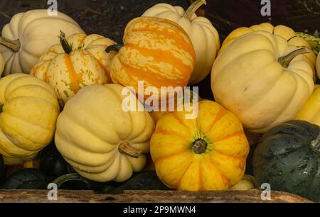 Petits citrouilles multicolores sur le marché d'automne Banque D'Images