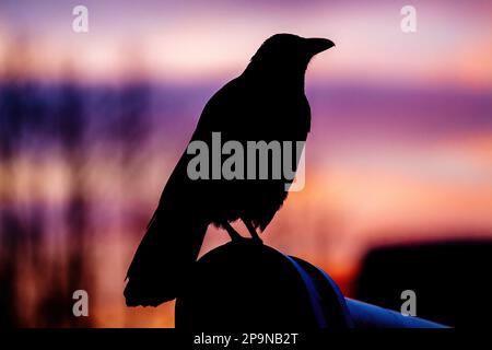 La silhouette d'un corbeau sur le fond d'un coucher de soleil cramoisi. Gros plan Banque D'Images