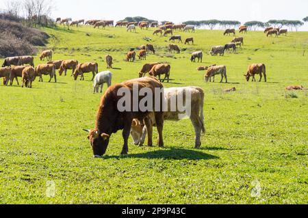 Vaches dans la campagne romaine Banque D'Images