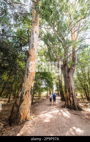 Buthrotum, Albanie - 16 septembre 2021 : les touristes visitent les ruines du parc national de Butrint avec les vieux eucalyptus d'une ville ancienne Banque D'Images