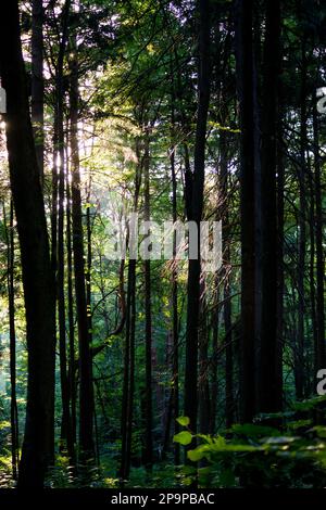 Lumière du soleil qui brille à travers les arbres dans le fond de la forêt Banque D'Images