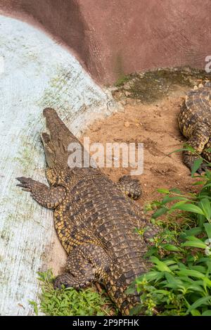 Portrait d'un crocodile dans son habitat naturel et bains de soleil dans le zoo de Mysore à Karnataka Inde Banque D'Images