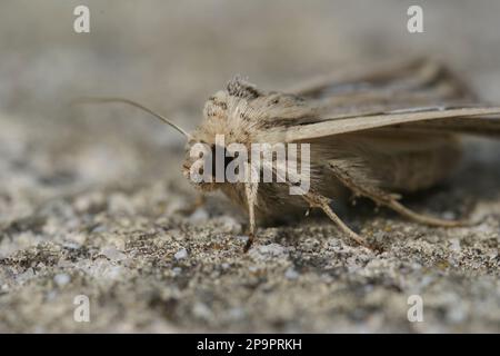 Gros plan détaillé sur un album méditerranéen de Mythimna, wainscot owlet Moth, assis sur bois Banque D'Images