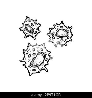 Cellule tueur naturelle isolée sur fond blanc. Illustration de vecteur de microbiologie scientifique dessiné à la main dans un style d'esquisse. Système immunitaire adaptatif Illustration de Vecteur