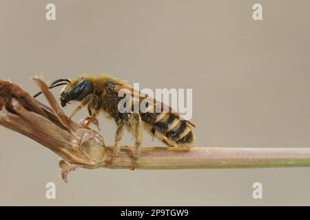 Gros plan détaillé d'une grande abeille femelle à bandes, Halictus scabiosae, assise sur une branche Banque D'Images