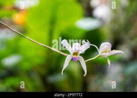 Orchid Cattleya purpurata, connu dans le passé sous le nom de Laelia purpurata et Sophronitis purpurata Banque D'Images