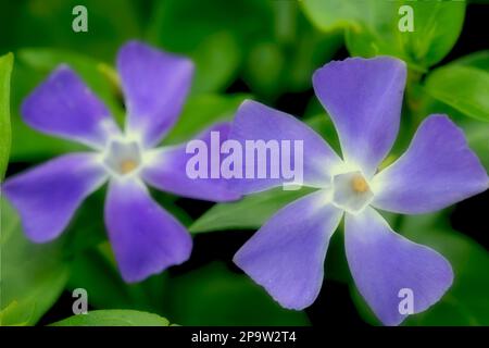 Fleurs du grand Periwinkle Vinca grandes fleurs Banque D'Images