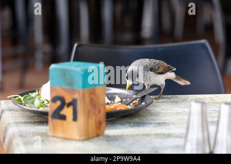 Oiseau mineur australien bruyant (Manorina melanocephala) prenant la nourriture de la plaque de restaurant à Torquay, Hervey Bay, Queensland, Australie Banque D'Images