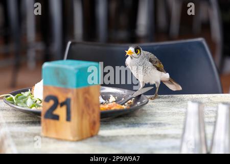 Oiseau mineur australien bruyant (Manorina melanocephala) prenant la nourriture de la plaque de restaurant à Torquay, Hervey Bay, Queensland, Australie Banque D'Images