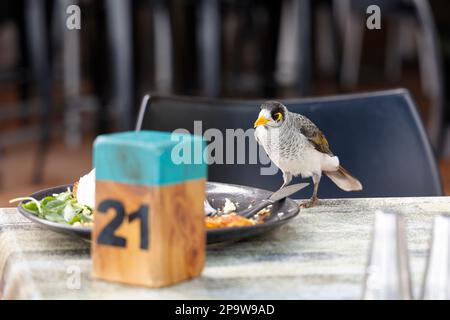 Oiseau mineur australien bruyant (Manorina melanocephala) prenant la nourriture de la plaque de restaurant à Torquay, Hervey Bay, Queensland, Australie Banque D'Images