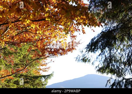 Différents beaux arbres près de la montagne le jour d'automne ensoleillé Banque D'Images