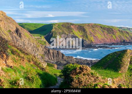 Hartland Quay, Devon, Angleterre, Royaume-Uni, Europe Banque D'Images