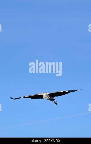 Vienne, Autriche. Héron gris (Ardea cinerea) en vol Banque D'Images