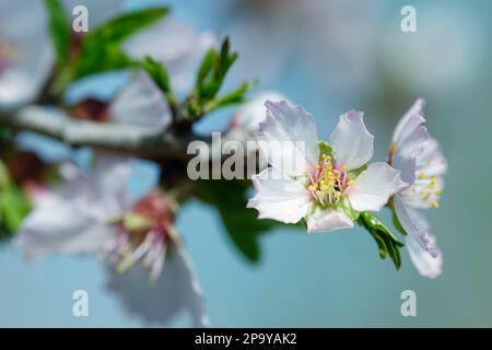 Fleurs d'amande en gros plan contre le ciel bleu sans nuages Banque D'Images