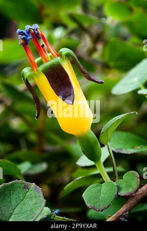 Fuchsia rampant (Fuchsia procumbens), Onagracées. Un petit arbuste prostrate de Nouvelle-Zélande aussi appelé fuchsia grimpant ou fuchsia traînant. fleur jaune. Banque D'Images