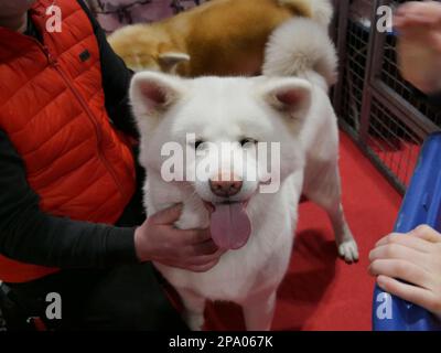 CRUFTS 2023 Birmingham Royaume-Uni Banque D'Images