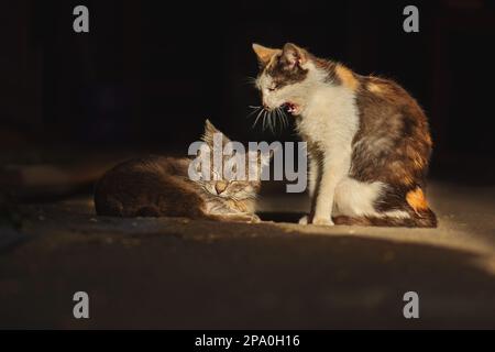 Deux chats abandonnés sans abri ont besoin d'aide et de nouveaux propriétaires Banque D'Images