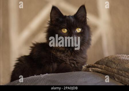 Chats sympas dans la rue. Les chats sans-abri ont besoin d'une nouvelle maison. Chat solitaire sans abri. Banque D'Images