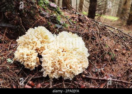 Sparassis crispa parfois appelé champignon du chou-fleur - délicieux champignon comestible Banque D'Images