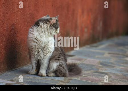 Photo de chats en plein air. Portrait extérieur d'un jeune chat. Banque D'Images