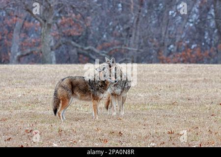 Dans une prairie, deux coyotes se trouvent dans des directions opposées. Leurs manteaux se mélangent presque aux couleurs d'automne de la forêt dans le dos Banque D'Images