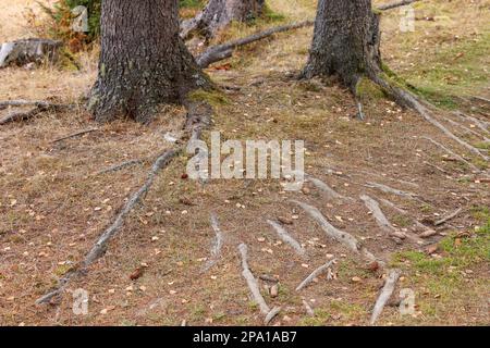 Racines d'arbre visibles à travers le sol en forêt Banque D'Images