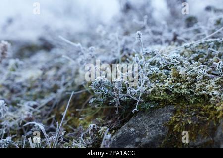 Belles plantes couvertes de givre sur pierre à l'extérieur Banque D'Images