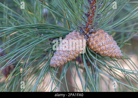 Une photo en gros plan d'un pin à aiguille vert. Petits cônes de pin aux extrémités des branches. Aiguilles de pin floues en arrière-plan. Banque D'Images