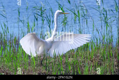 Une grande aigrette blanche affichant ses ailes Banque D'Images