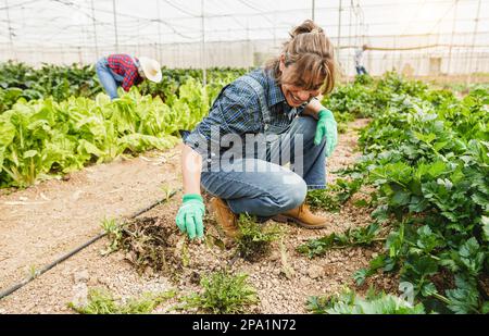 Femme hispanique collectant des légumes à l'intérieur d'une serre biologique - concept de produit alimentaire local et de travail durable Banque D'Images