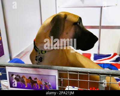 CRUFTS 2023 Birmingham Royaume-Uni Banque D'Images