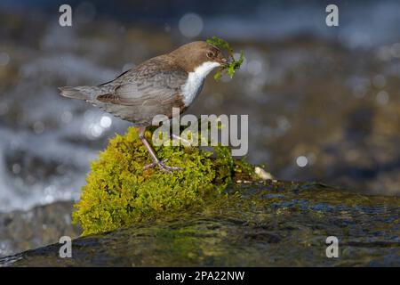 Balancier à gorge blanche (Cinclus cinclus), recueillant du matériel de nidification sur une pierre de mousse dans l'eau, Réserve de la biosphère, Alb de Souabe Banque D'Images