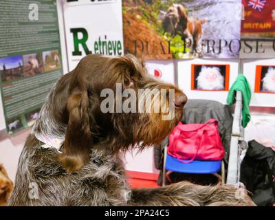 CRUFTS 2023 Birmingham Royaume-Uni Banque D'Images