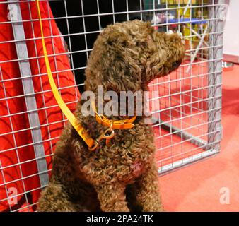 CRUFTS 2023 Birmingham Royaume-Uni Banque D'Images