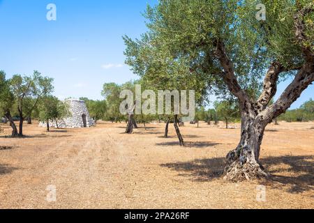 Dans la région de Salento, au sud de l'Italie, un entrepôt rural traditionnel appelé Furnieddhu dans un dialecte local. C'est un bâtiment traditionnel en pierre aux olives Banque D'Images