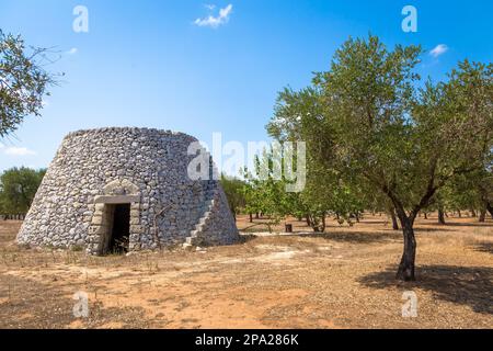 Dans la région de Salento, au sud de l'Italie, un entrepôt rural traditionnel appelé Furnieddhu dans un dialecte local. C'est un bâtiment traditionnel en pierre aux olives Banque D'Images