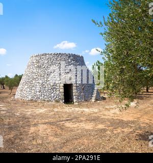 Dans la région de Salento, au sud de l'Italie, un entrepôt rural traditionnel appelé Furnieddhu dans un dialecte local. C'est un bâtiment traditionnel en pierre aux olives Banque D'Images