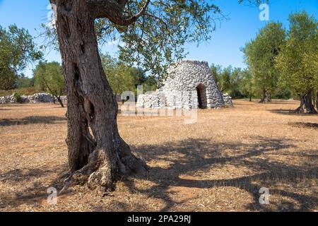 Dans la région de Salento, au sud de l'Italie, un entrepôt rural traditionnel appelé Furnieddhu dans un dialecte local. C'est un bâtiment traditionnel en pierre aux olives Banque D'Images