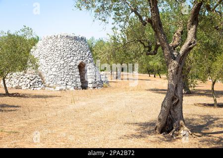 Dans la région de Salento, au sud de l'Italie, un entrepôt rural traditionnel appelé Furnieddhu dans un dialecte local. C'est un bâtiment traditionnel en pierre aux olives Banque D'Images