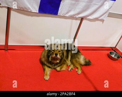 CRUFTS 2023 Birmingham Royaume-Uni Banque D'Images