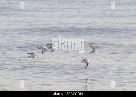 Les moins de sandpipers (Calidris minutilla) oiseaux volant au-dessus des eaux de Tunis Tunisie Banque D'Images