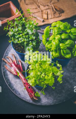 Replanter des plantes - herbes, fleurs et plantes en pots, jardin vert sur un balcon. Jardinage urbain, jungle urbaine et plantation à domicile Banque D'Images