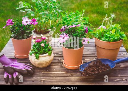 Fleurs, plantes et herbes en pot dans le jardin, le balcon ou le toit Banque D'Images