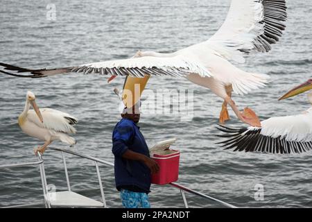 Grand Pelican blanc, alimentation sur un bateau touristique, Walvis Bay, République de Namibie, pélican blanc de l'est (Pelecanus onocrotalus), pélican rose, blanc Banque D'Images